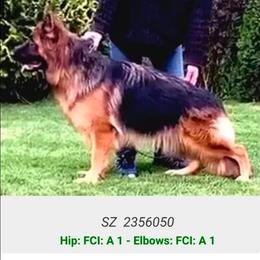 Tabata 'Tabby' Laneru - Black and red female German Shepherd puppy in Lewistown, Missouri from Ewig Krieger Kennels