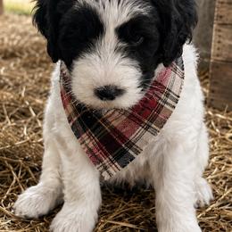 Mike - Black and white male Sheepadoodle puppy in Leeton, Missouri from Jane's Sheepadoodles
