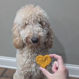 Marlow - female Golden Mountain Doodle puppy in Knoxville, Tennessee from RiverSong Doodles