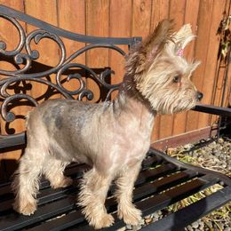 London - Yorkshire Terrier