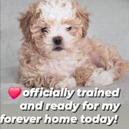 Frosty - Gold and white male Shihpoo puppy in Rural Retreat, Virginia from Kopydlowski's Shihpoo and Shichon pups
