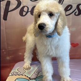 Zane - Parti male Poodle puppy in Mobile, Alabama from Semmy’s Standard Poodle LLC