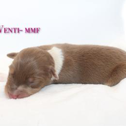 Venti - Red merle female Australian Shepherd puppy in Coldwater, Michigan from Northern Star Australian Shepherds