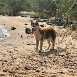 Tsunagi - Red and white female Siberian Husky puppy in Mechanicsville, Virginia from Shinko Siberians