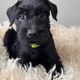 Girl 4 - Lime Green Collar - Black female Giant Schnauzer puppy in St George, Utah from Schnauzer Ranch