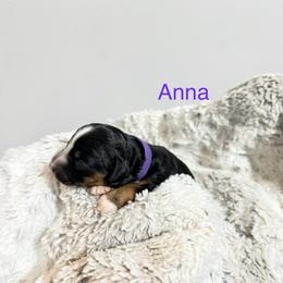 Purple girl - Tri-color female Bernedoodle puppy in Temperance, Michigan from Michigans Bernedoodle’s