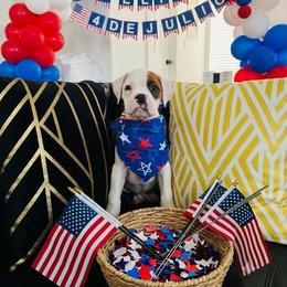 Yellow - White female Boxer puppy in Denver, Colorado from Yuni’s AKC Boxers