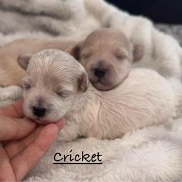 Cricket - Cream male Maltipoo puppy in Traverse City, Michigan from Riyem Wildflower Farms