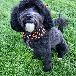 Lola - Australian Labradoodle