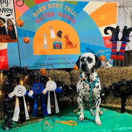 Basset Hound and Dalmatian Puppies from Lazy B Bassets and Dalmatians