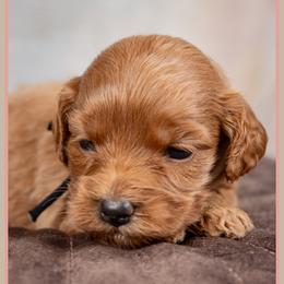 Martha - Red female Cockapoo puppy in Connersville, Indiana from Deaz Doodle Ranch