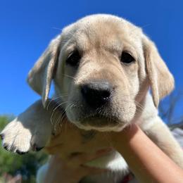 Clara - 5th Generation Family Lab - Yellow female Labrador Retriever puppy in Earlham, Iowa from Family Labs