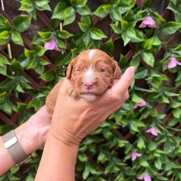 Buzz - Red male Australian Labradoodle puppy in Orange, California from Little Kingdom Doodles