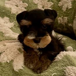 Valen Ferrous of Blackwatch (Ferrous) - Black and silver male Miniature Schnauzer puppy in Newton, Alabama from Grace’s Highland Oak Estate Schnauzers