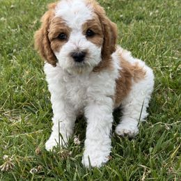 Boy 4 - male Cavapoo puppy in Ivins, Utah from Taylia's Cavapoos