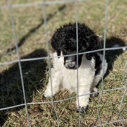 Poodle Puppies from Parapoodles