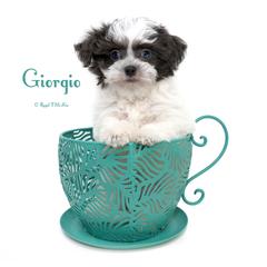 Giorgio - Blue male Mi-Ki puppy in Elizabeth, Colorado from Royal T Mi-Kis