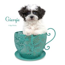 Giorgio - Blue male Mi-Ki puppy in Elizabeth, Colorado from Royal T Mi-Kis