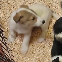 White with Sable - Sandstones - White male Collie puppy in St Stephens, Wyoming from Desert Kennels