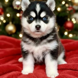 Garland - Black and white male Pomsky puppy in Auburn, Washington from Periwinkle Pomskies