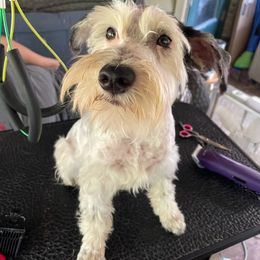 Winston - Miniature Schnauzer