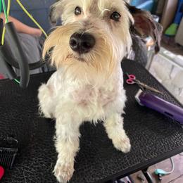 Winston - Miniature Schnauzer