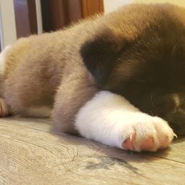 Akita Puppies from Mizuki Akita LLC.
