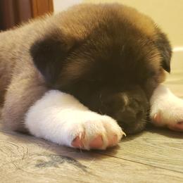 Akita Puppies from Mizuki Akita LLC.