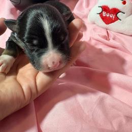 Jewel - Black tri-color female Australian Shepherd puppy in Vacaville, California from Cowtown Aussies