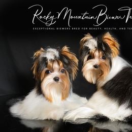Biewer Terrier Puppies from Rocky Mountain Biewer Terriers