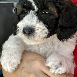 Poodle Puppies from Poodles of Tampa Bay