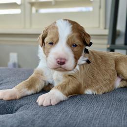 Aida - Red female Bernedoodle puppy in Murray, Utah from Sun Valley Doodles