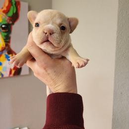 Winter - White and fawn female French Bulldog puppy in San Antonio, Texas from Chary's Elite Frenchies