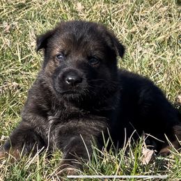 German Shepherd Puppies from Alten Waechter German Shepherds