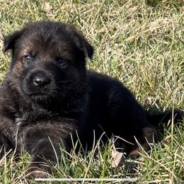 German Shepherd Puppies from Alten Waechter German Shepherds