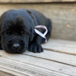 Light pink - Black female Labrador Retriever puppy in Paulden, Arizona from Carefree Samoyeds & Deserthills Labradors