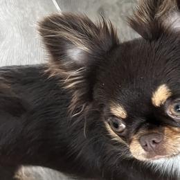 Chihuahuas from Amy Le