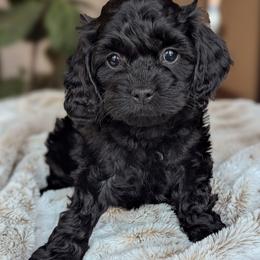7th Pick - Black male Cockapoo puppy in Newmanstown, Pennsylvania from Greta's Cockapoos