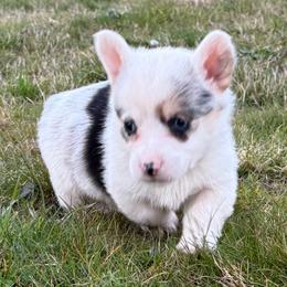 Pongo - Blue merle and white male American Corgi puppy in Aberdeen, Washington from Coastal country Farms