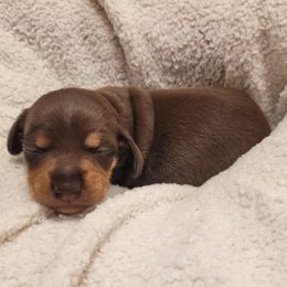 Baby - Chocolate female Dachshund puppy in El Cajon, California from Lisa Buxton