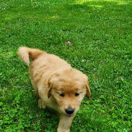 Golden Retriever Puppies from Pebble Creek Golden Retrievers