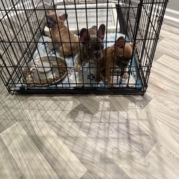 French Bulldog Puppies from Lakeview Frenchies