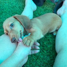 Mars - Red male Dachshund puppy in Irving, Texas from DFW Dachshunds by G & S