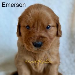 Emerson - Dark golden male Golden Retriever puppy in La Verne, California from 4LoveofGoldens