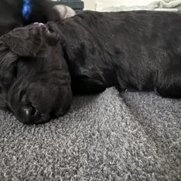 Jeanette - Blue female Poodle puppy in Shoreline, Washington from Fluffy Poodles