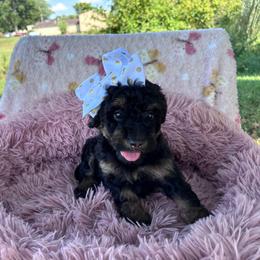 Millie (brown) - Phantom female Bernedoodle puppy in Rising Sun, Indiana from Ruby Lane Doodles