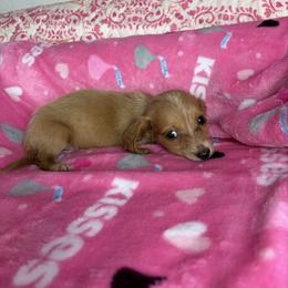Paige - Cream female Dachshund puppy in Lake City, Florida from My Ditzy Doxies of Florida