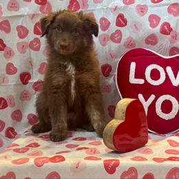 Mocha Joe - Red tri-color male Australian Shepherd puppy in Rochelle, Illinois from Countryside Kennels and Aussies