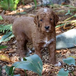 Jeb - Standard F1B - Red  male Goldendoodle puppy in Lebanon, Missouri from Knapp's Paw Prints