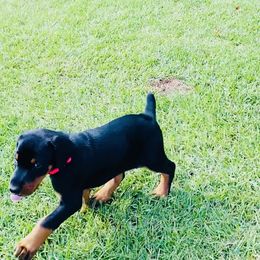Doberman Pinscher Puppies from TeatreeDoberman